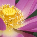 花之韵