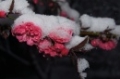 罕见春雪